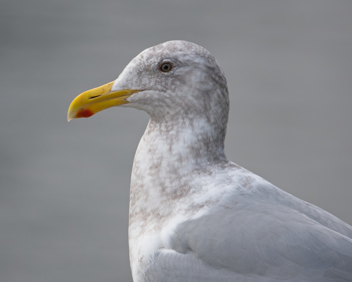 gull sp. - ML649263496