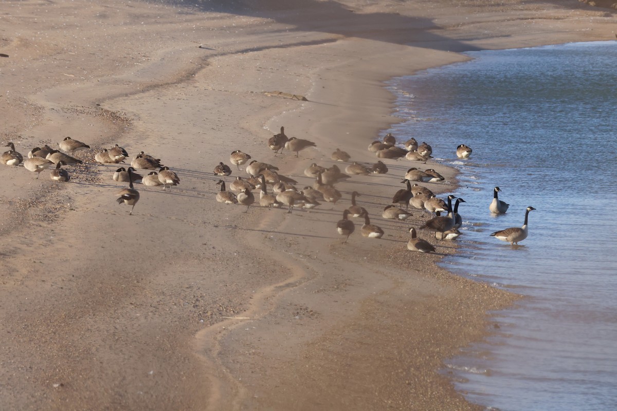 Канадская казарка - ML649263644