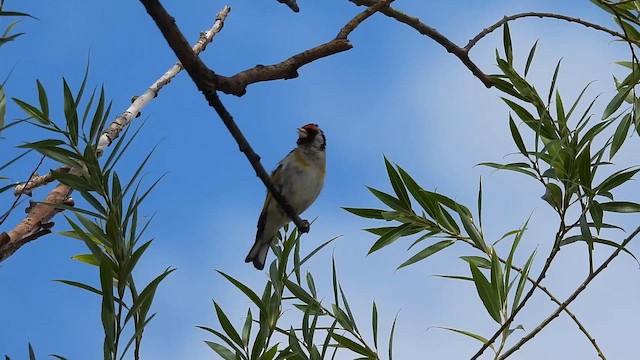 Kardantxiloa - ML649263726