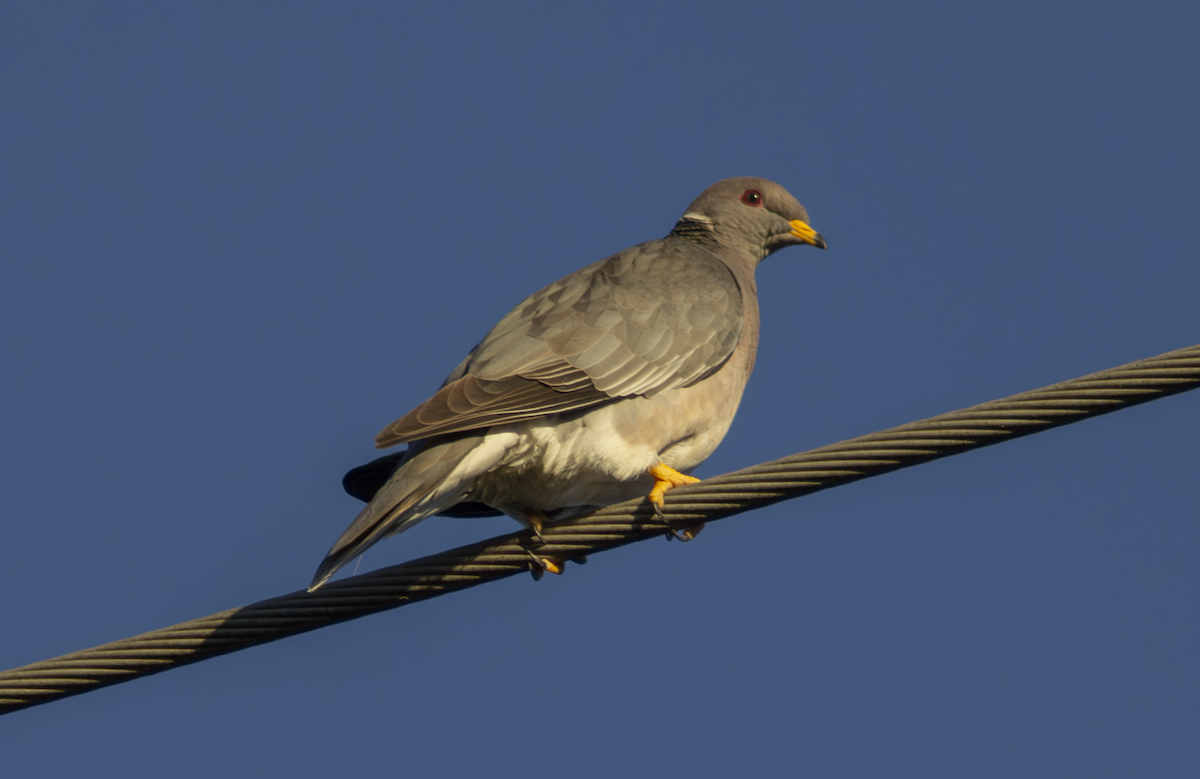 Band-tailed Pigeon - ML649263736