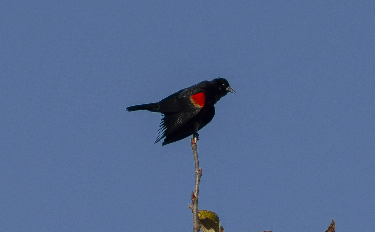 Red-winged Blackbird - ML649263755
