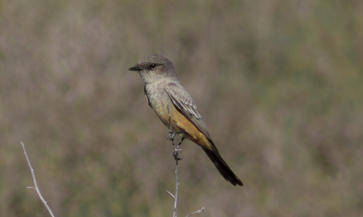 Say's Phoebe - ML649263756