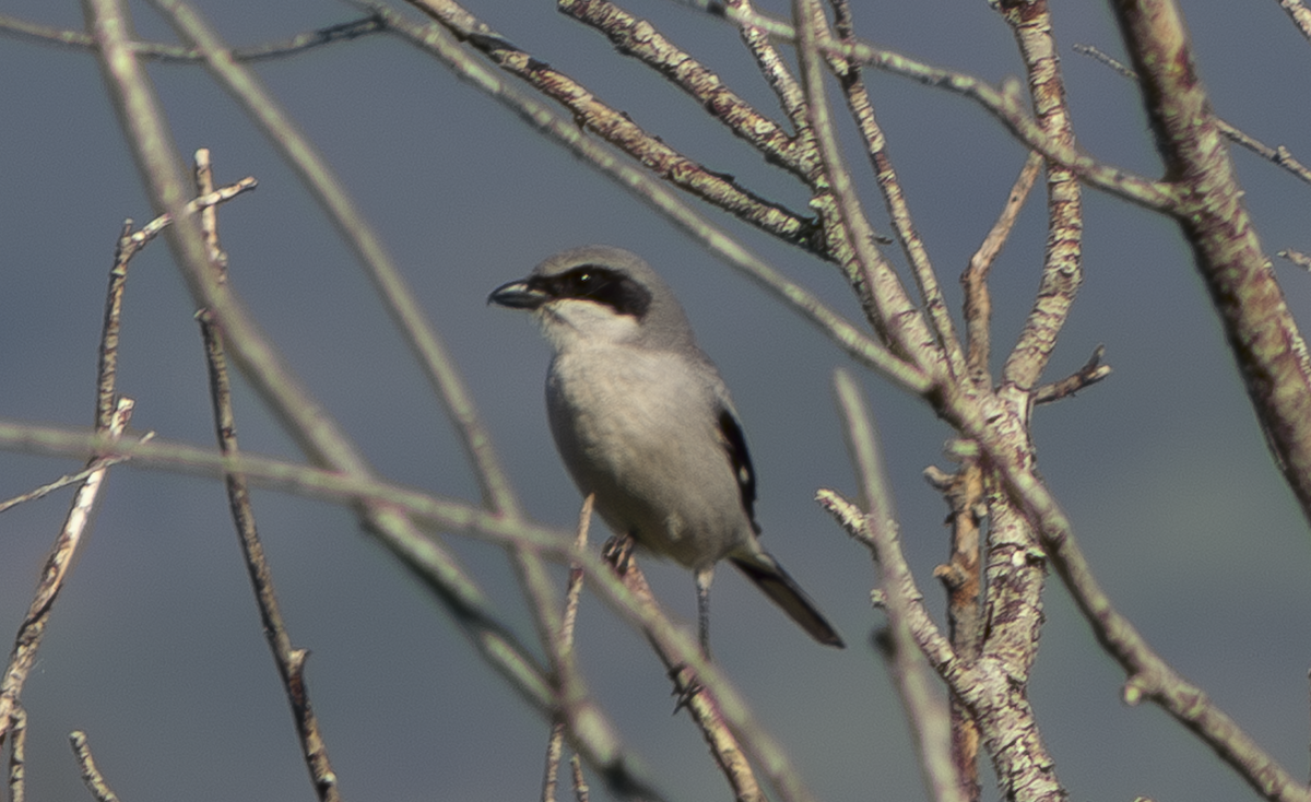Loggerhead Shrike - ML649263759