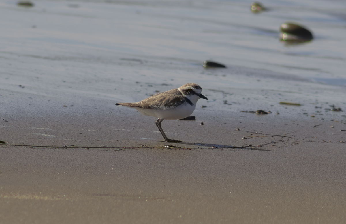 Snowy Plover - ML649263770