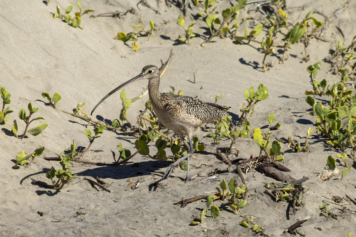 Long-billed Curlew - ML649263772