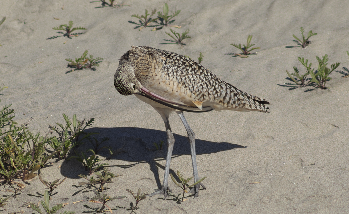 Long-billed Curlew - ML649263774