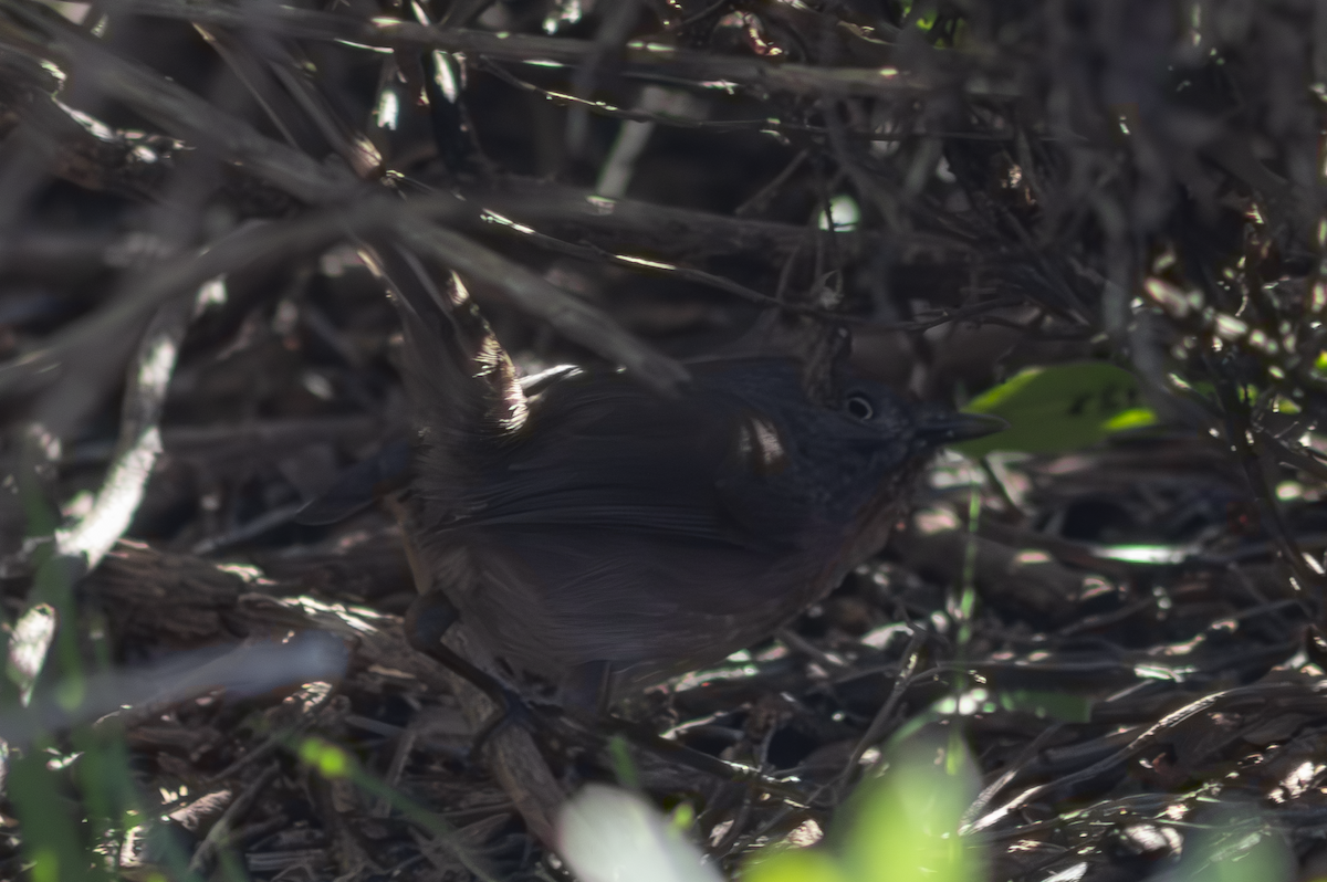 Wrentit - ML649263784