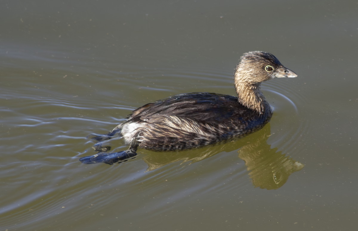Pied-billed Grebe - ML649263788