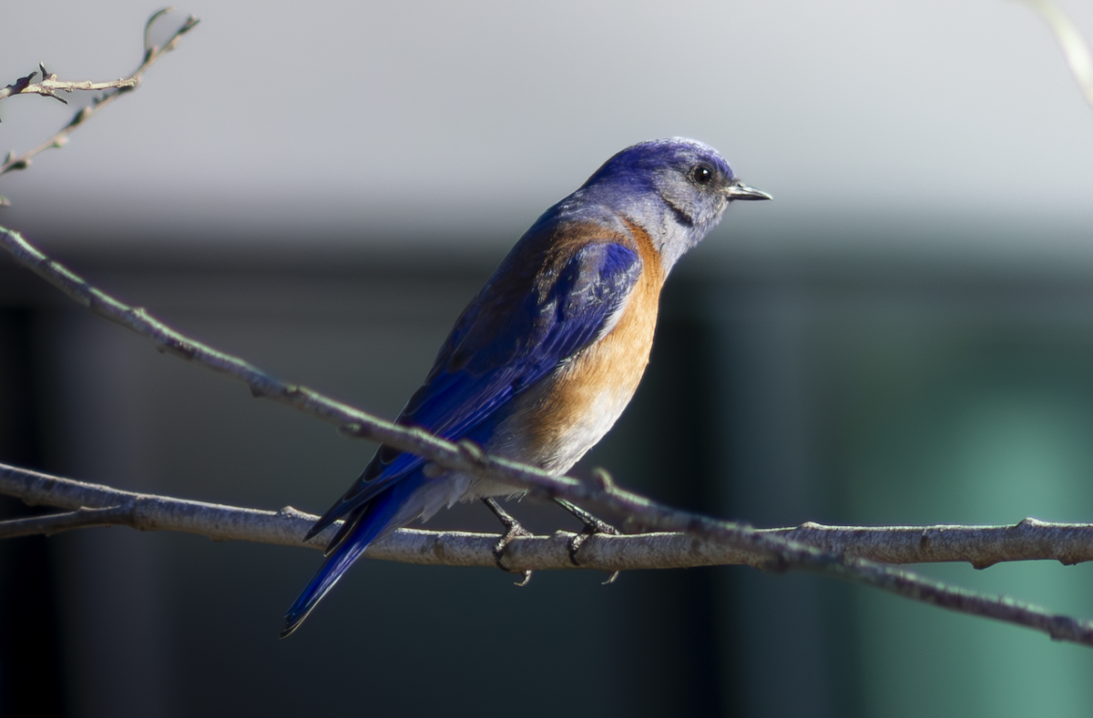 Western Bluebird - ML649263790