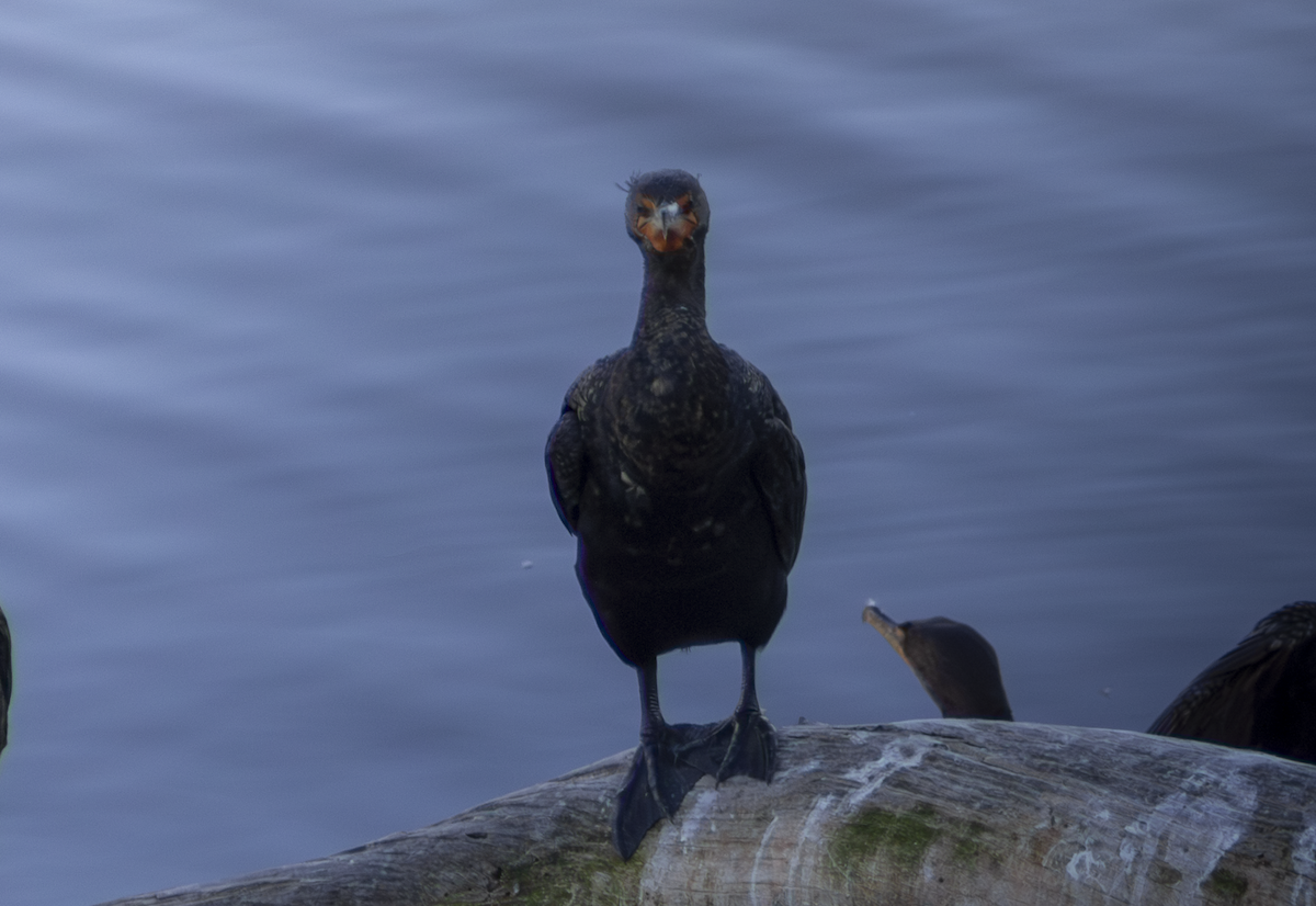 Double-crested Cormorant - ML649263800