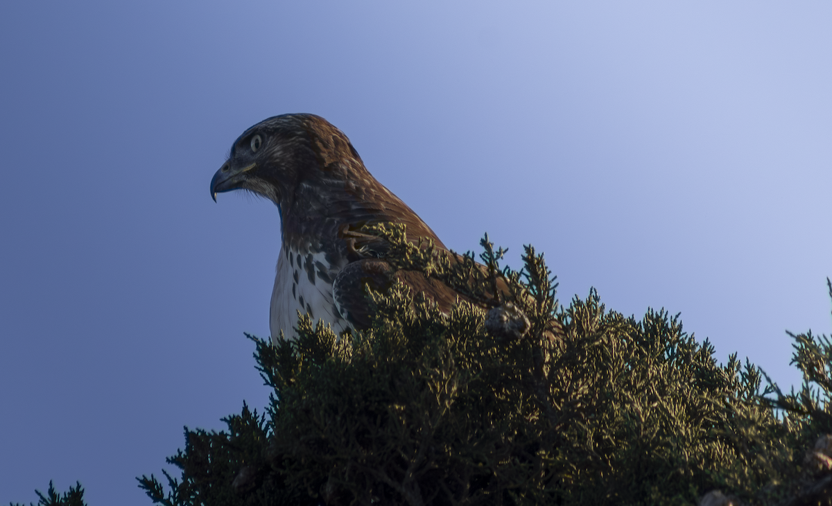 Red-tailed Hawk - ML649263802