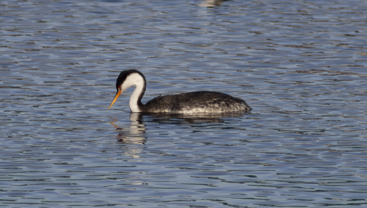 Clark's Grebe - ML649263803