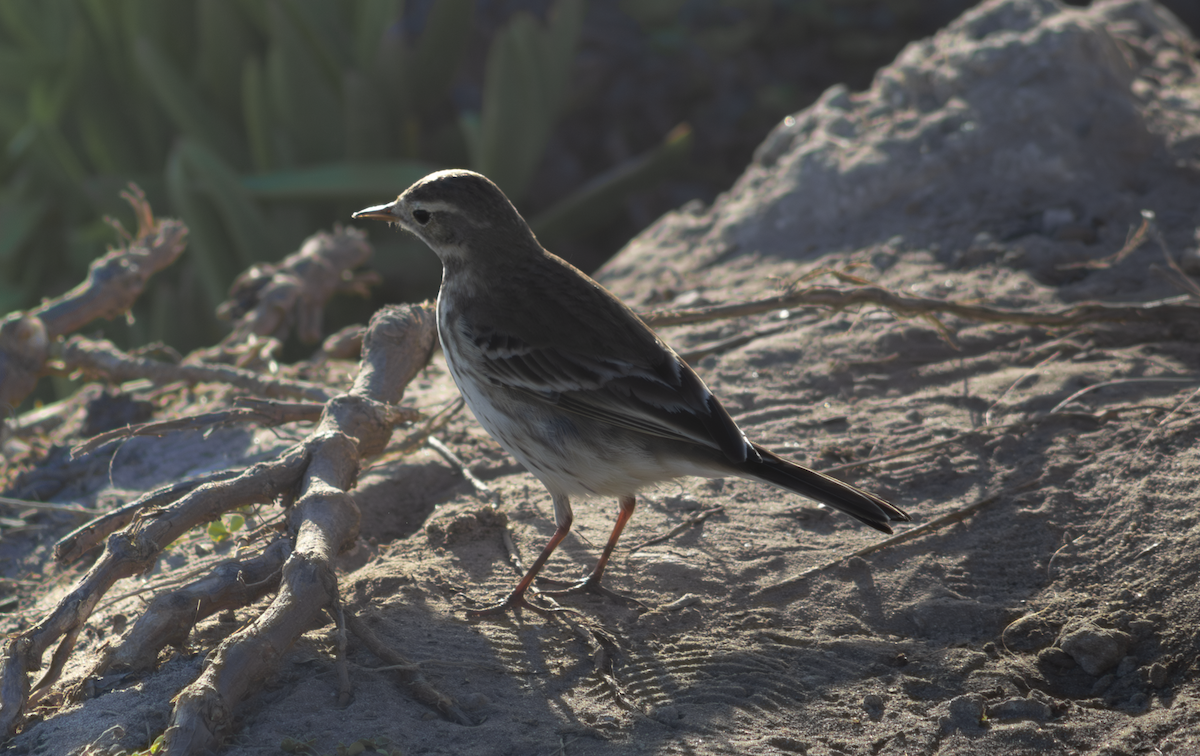 American Pipit - ML649263813