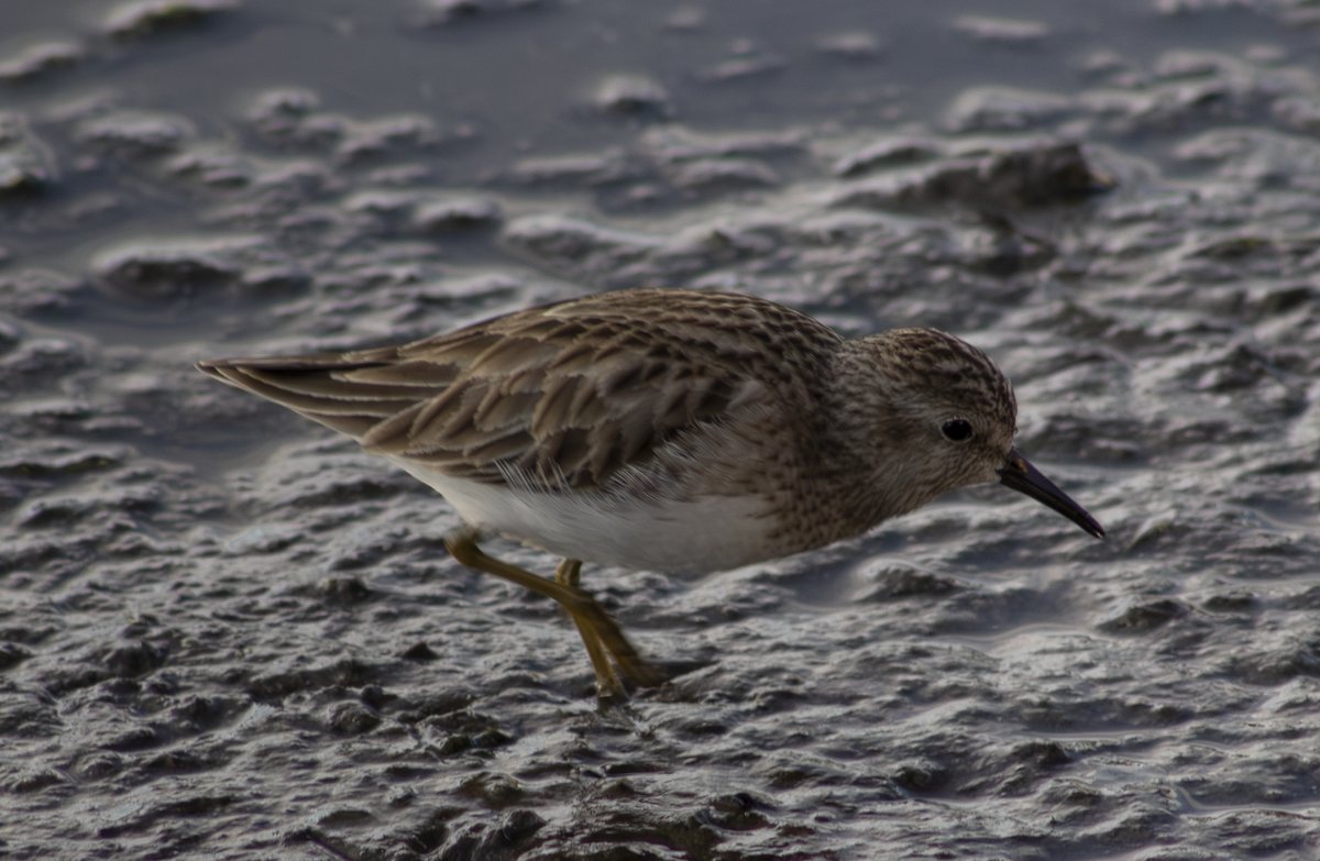 Least Sandpiper - ML649263815