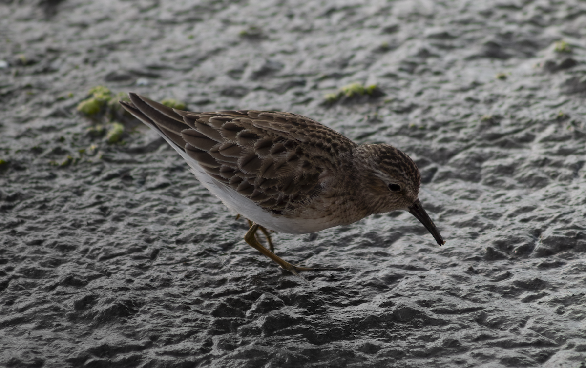 Least Sandpiper - ML649263817