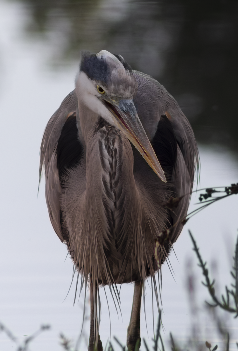 Great Blue Heron - ML649263829