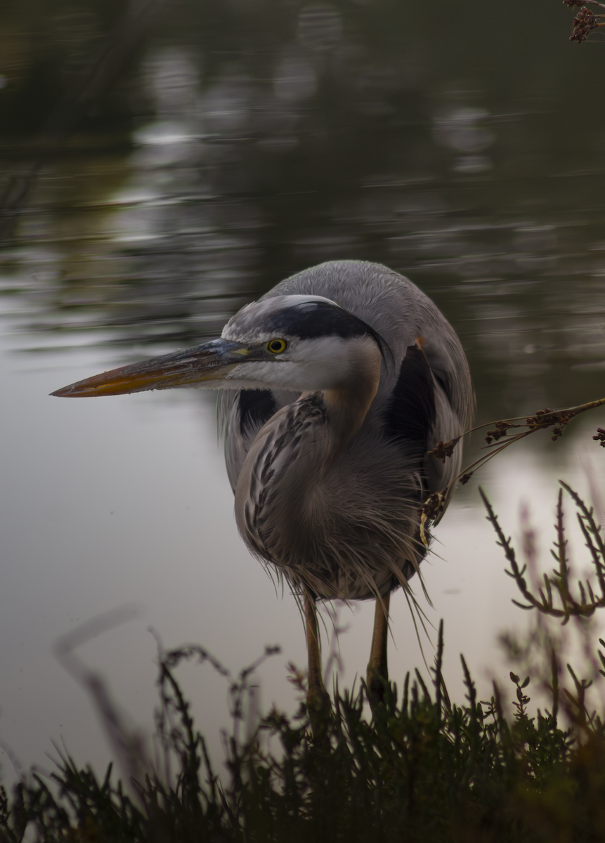 Great Blue Heron - ML649263830