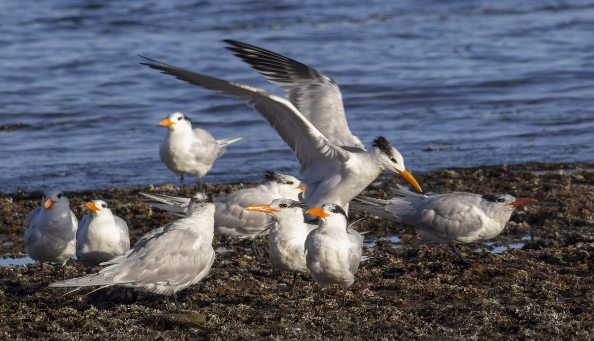 Royal Tern - ML649263831