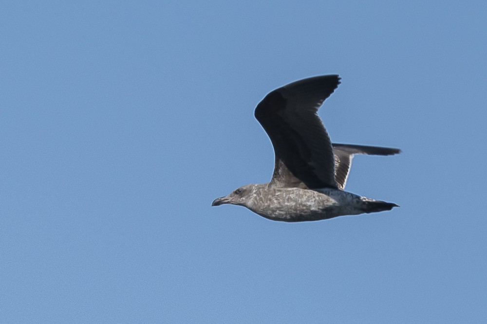 gull sp. - ML649263876