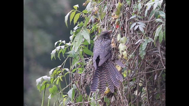 Asian Koel - ML649263952