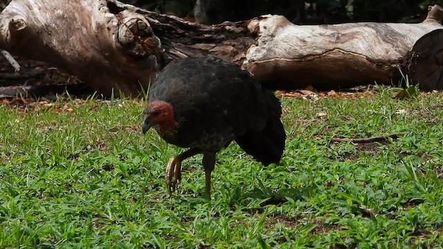 Australian Brushturkey - ML649264086