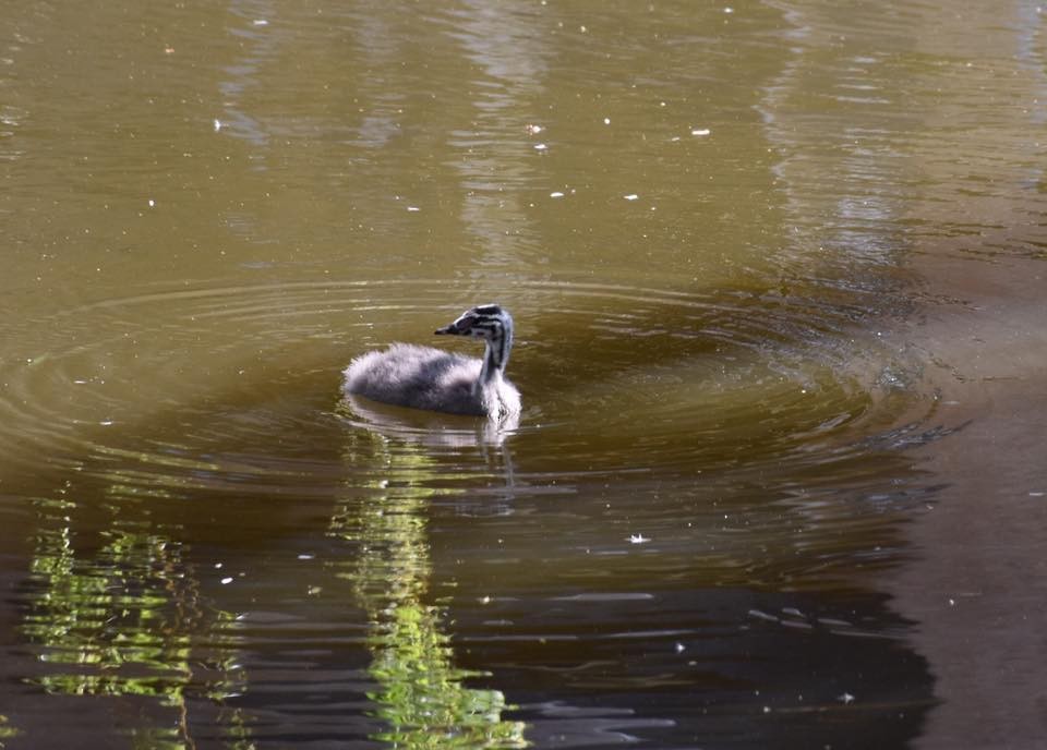 冠鸊鷉 - ML649264294