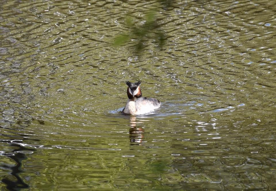 冠鸊鷉 - ML649264295