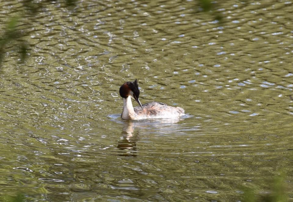 冠鸊鷉 - ML649264296