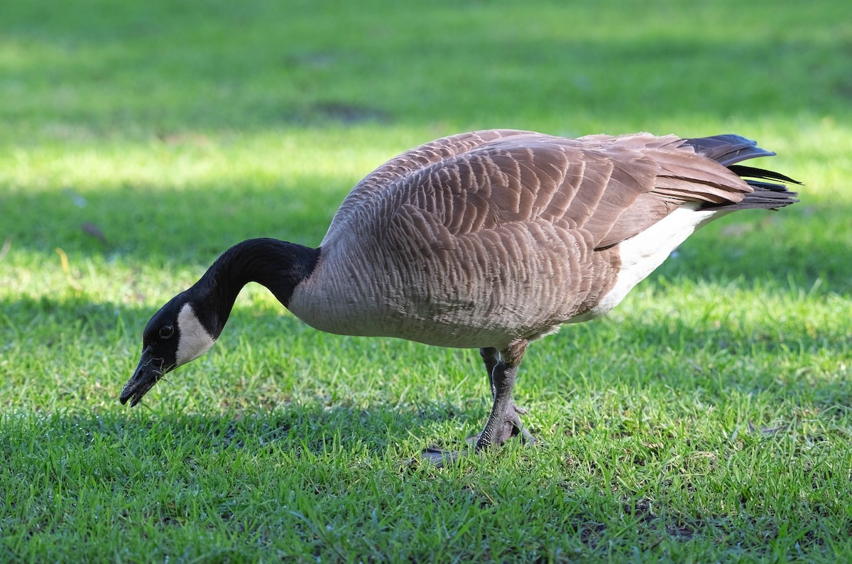 Канадская казарка - ML649264422