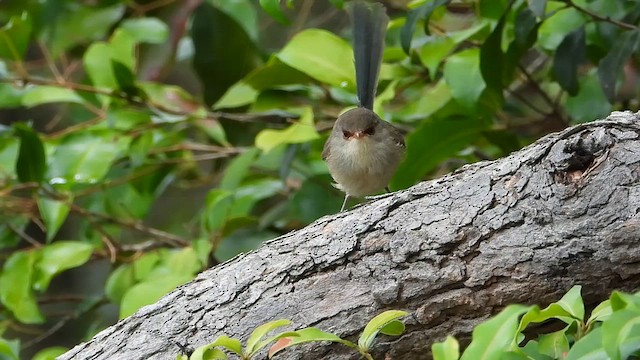 Variegated Fairywren - ML649264444