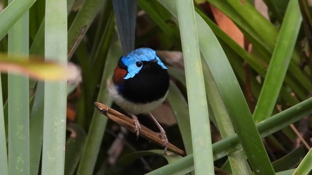 Variegated Fairywren - ML649264446