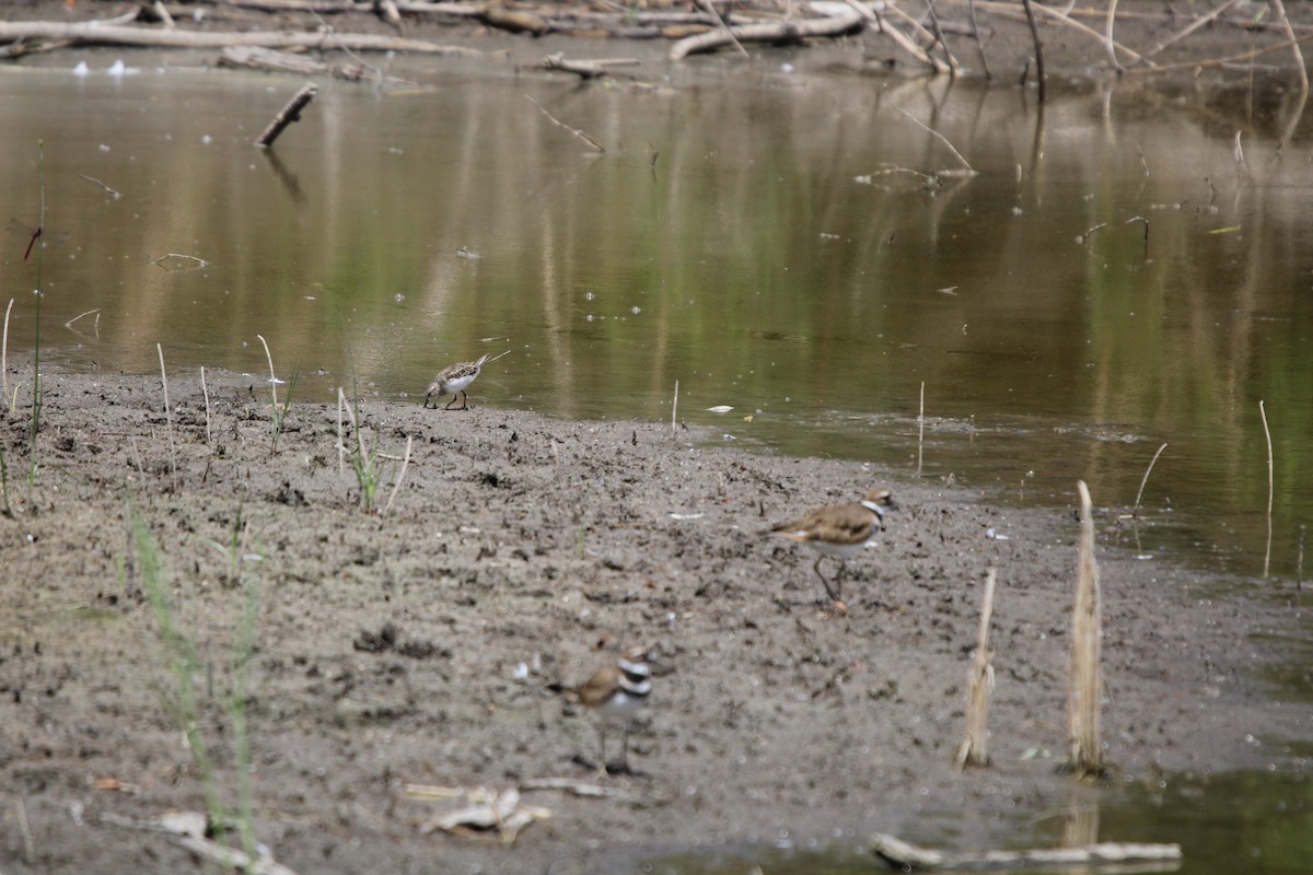 Побережник-крихітка - ML649264496