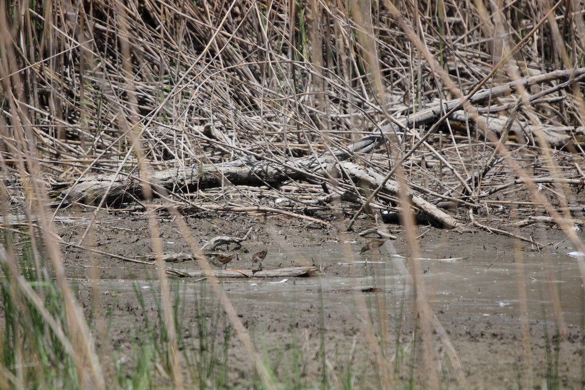 Побережник-крихітка - ML649264499