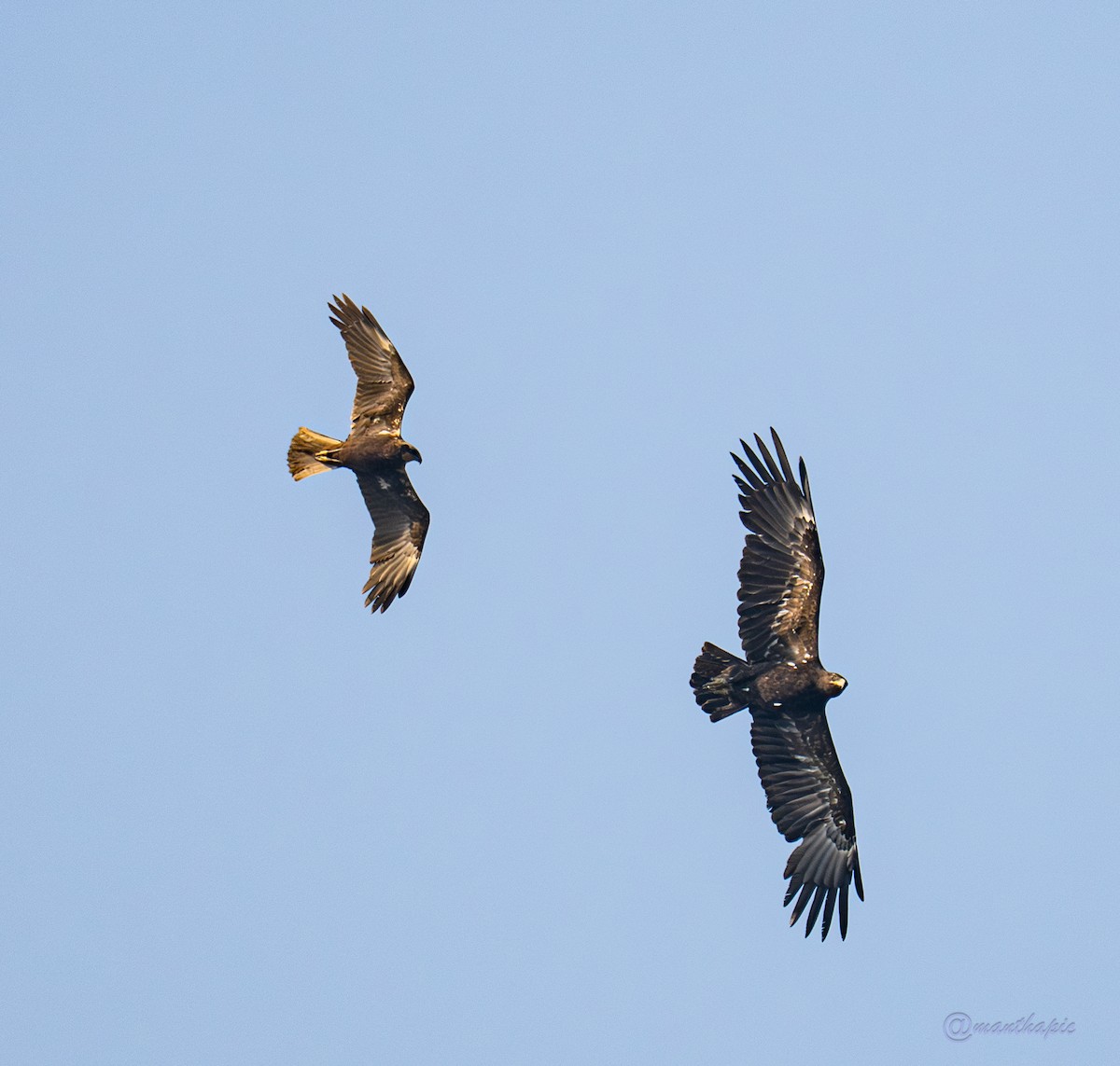 Greater Spotted Eagle - ML649264503