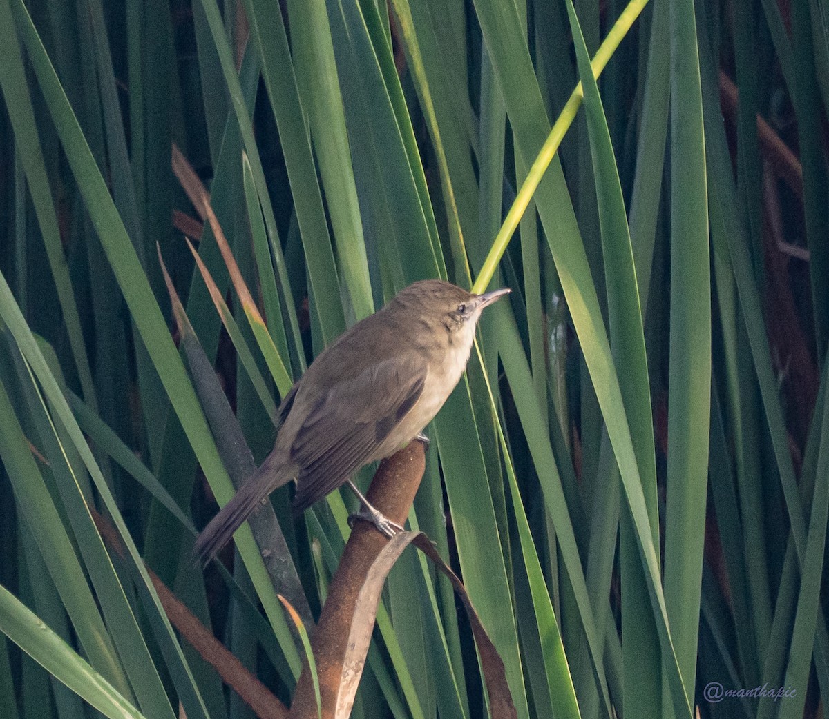 Clamorous Reed Warbler - ML649264512