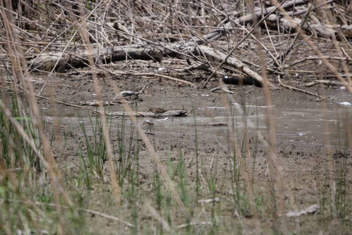 Least Sandpiper - Russell Cole
