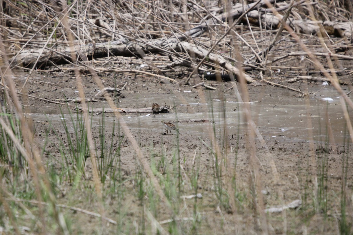 Побережник-крихітка - ML649264532
