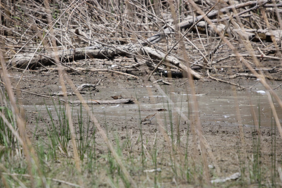 Побережник-крихітка - ML649264533