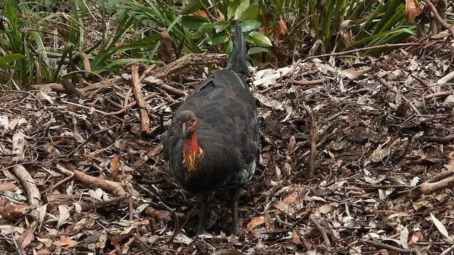 Australian Brushturkey - ML649264578
