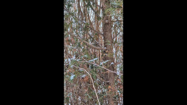 Downy Woodpecker - ML649264611