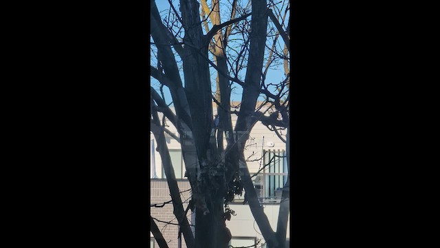 Downy Woodpecker - ML649264754