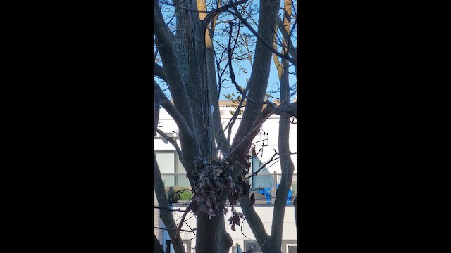 Downy Woodpecker - ML649264755