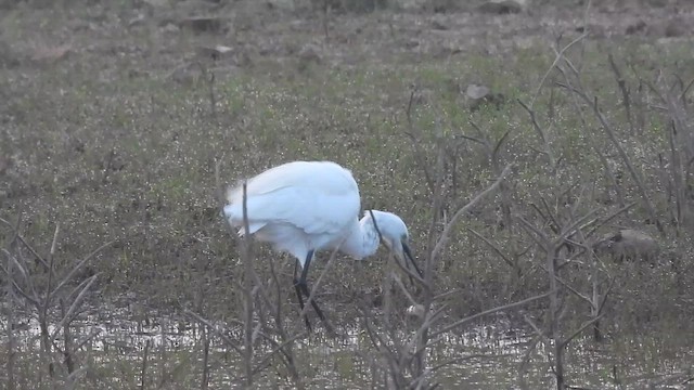 Koartzatxo txikia - ML649264768