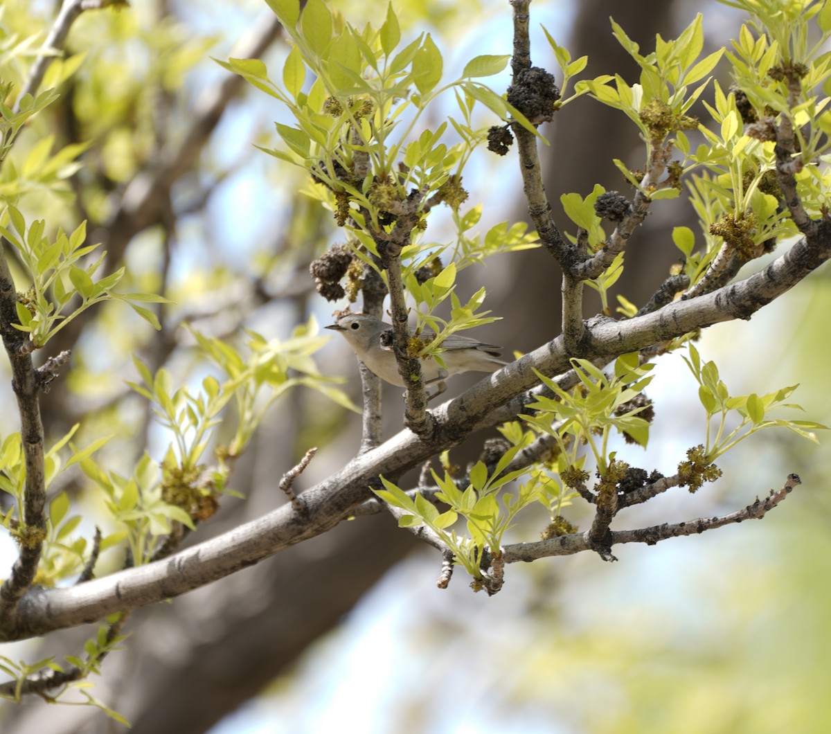 Lucy's Warbler - ML649264850