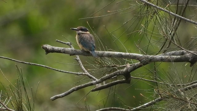Sacred Kingfisher (Australasian) - ML649264879