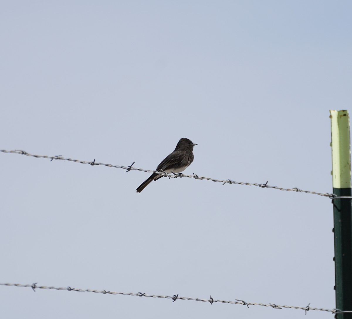 Black Phoebe - ML649264882