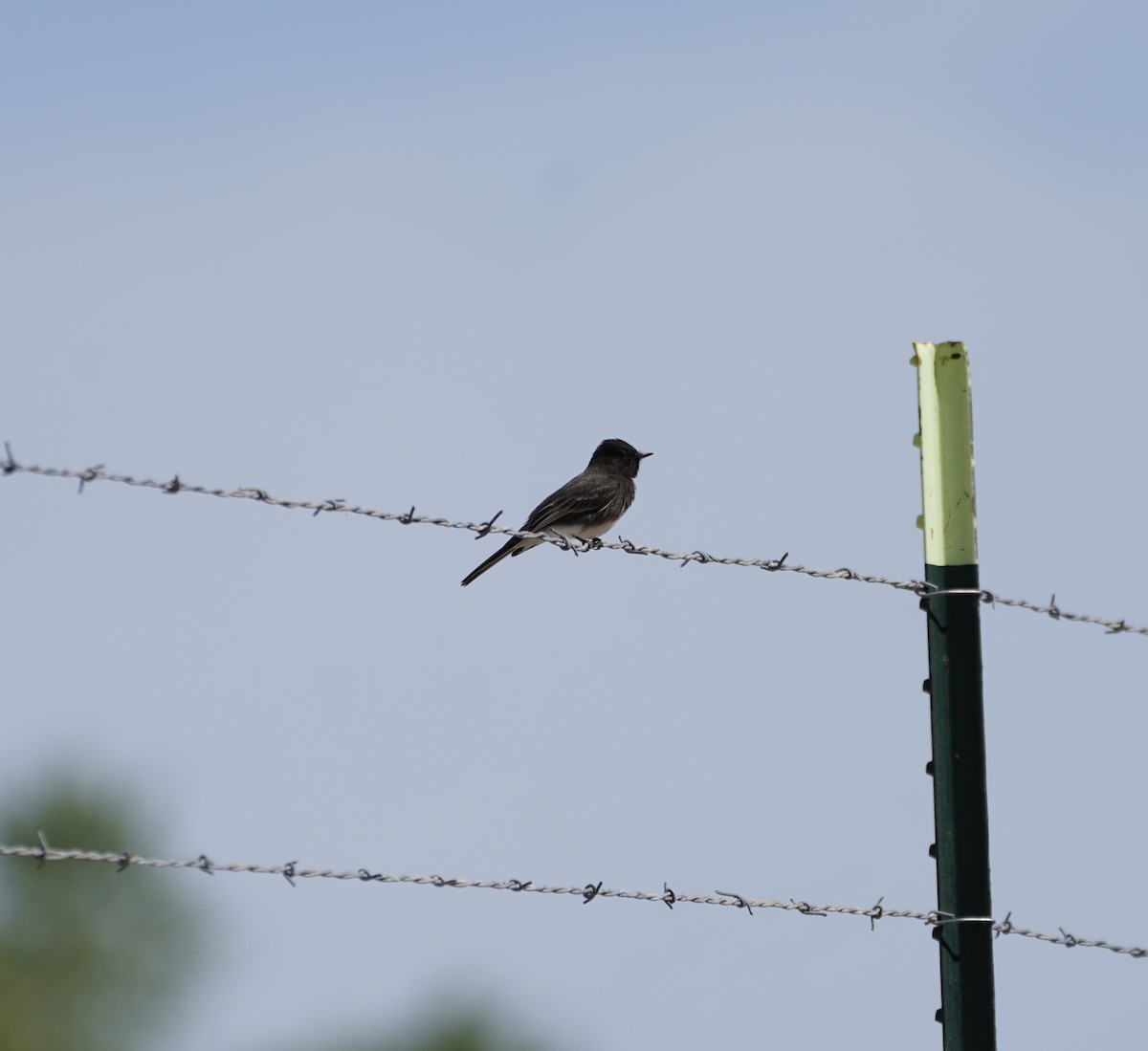 Black Phoebe - ML649264883