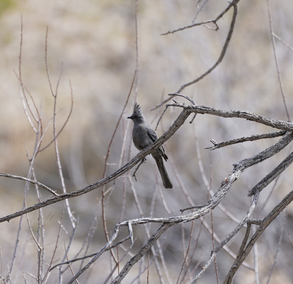 Phainopepla - ML649264886