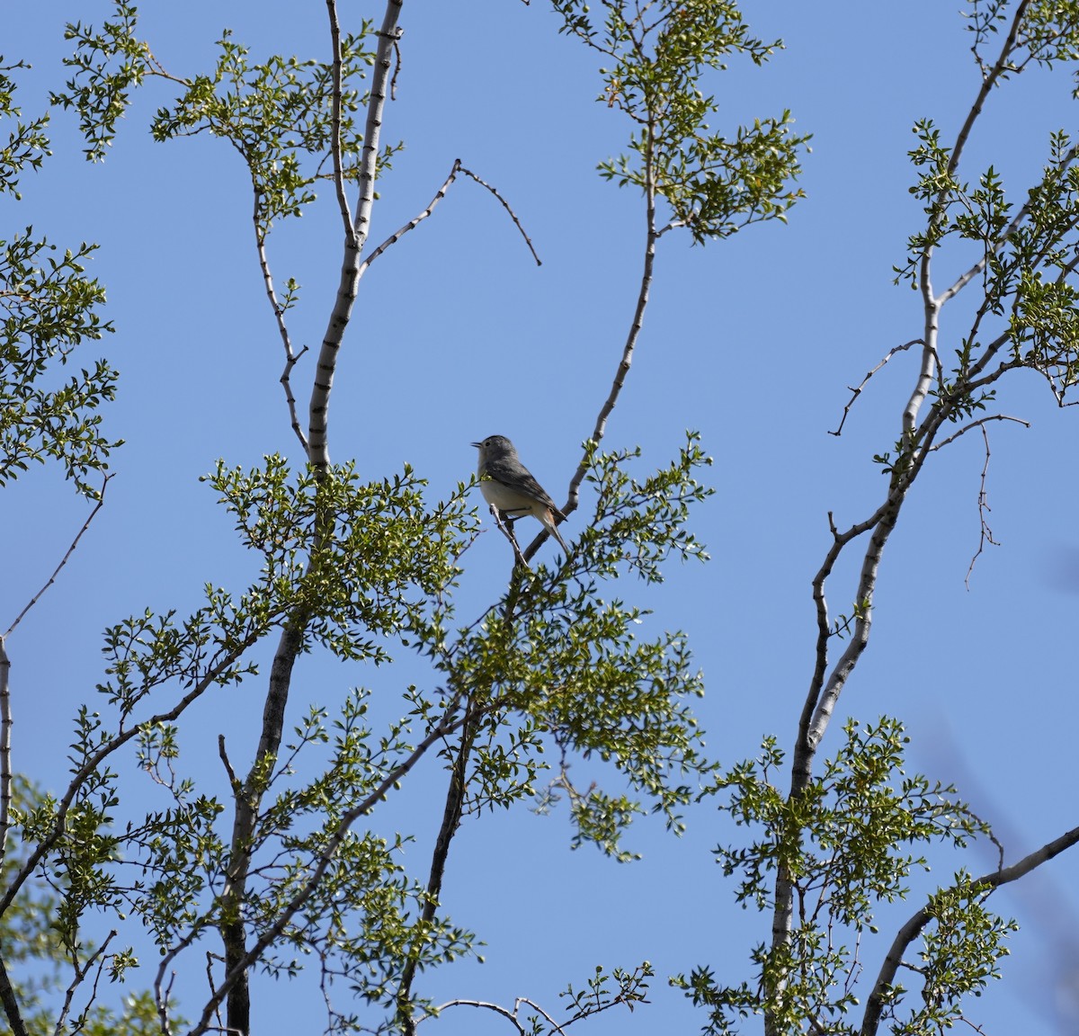 Lucy's Warbler - ML649264900