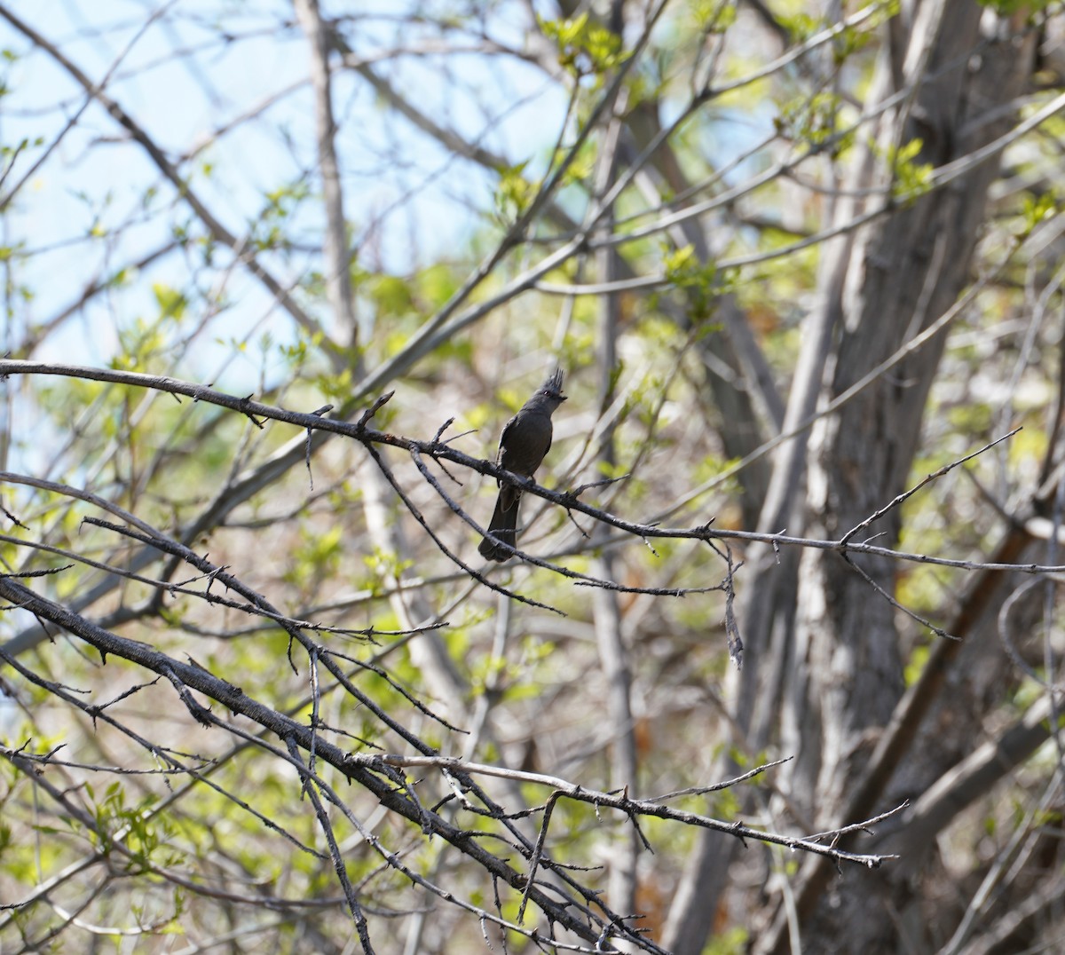 Phainopepla - ML649264905